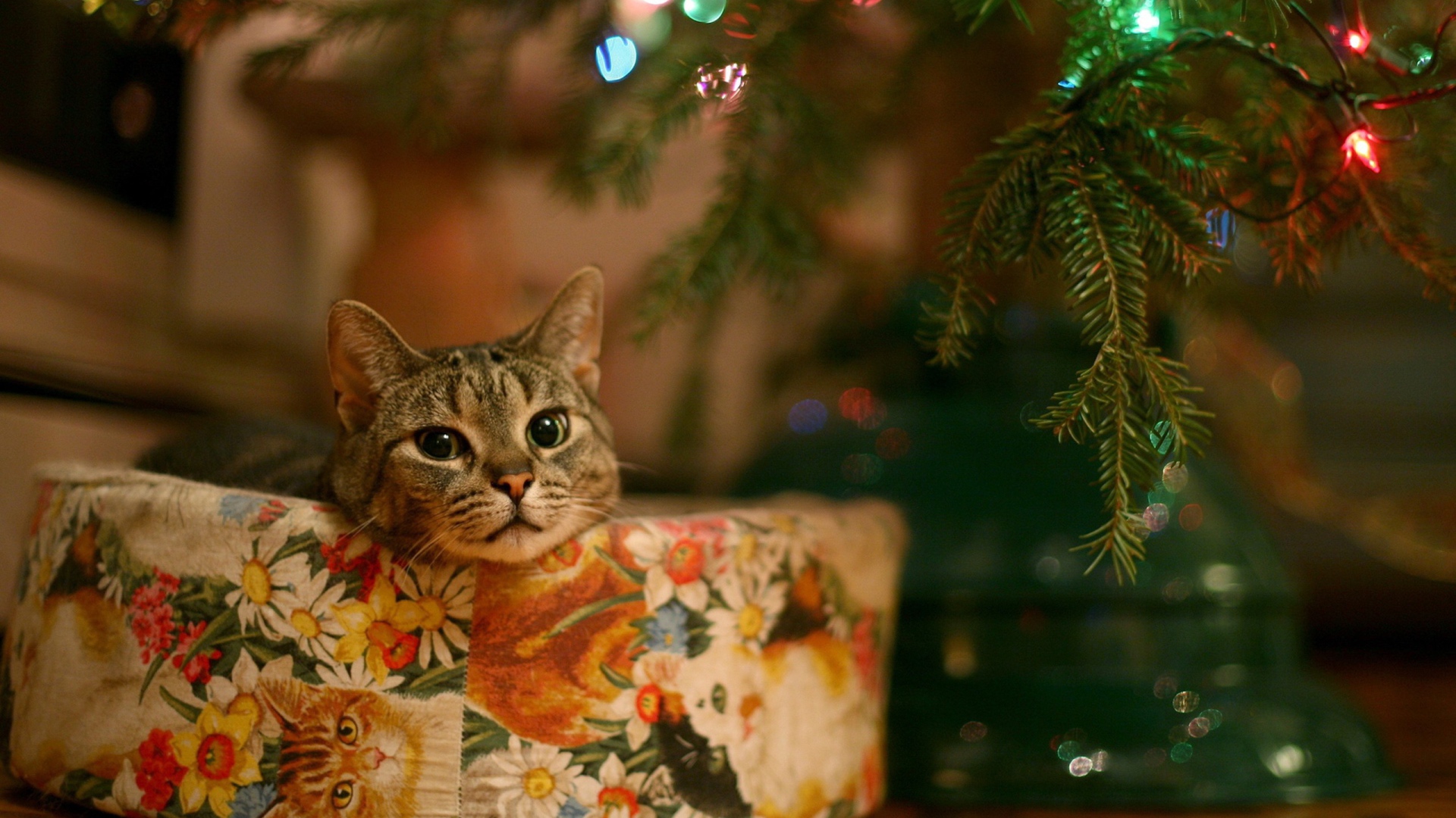 Кот в качестве новогоднего подарка