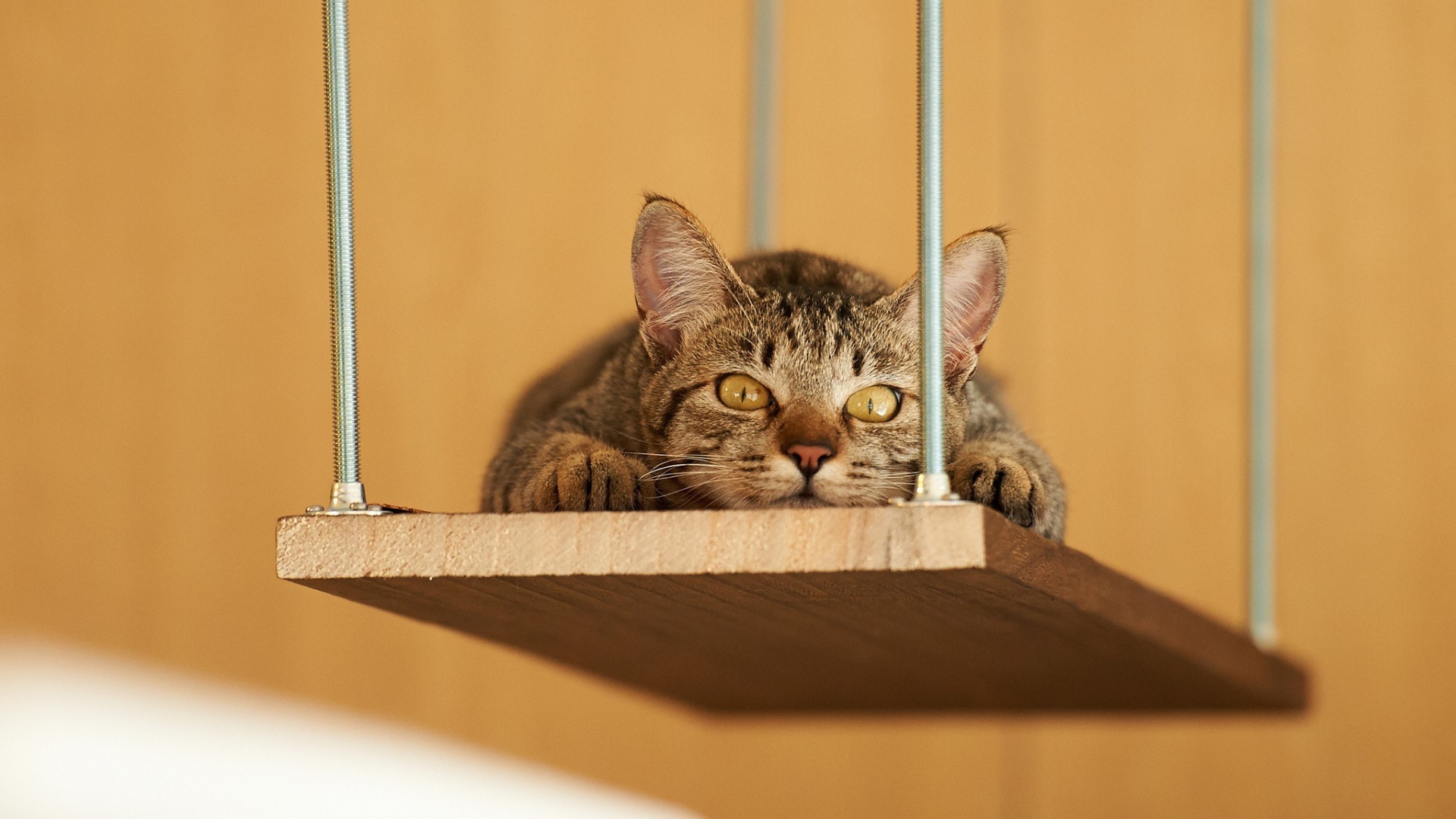 Кот лежит на деревянной полке