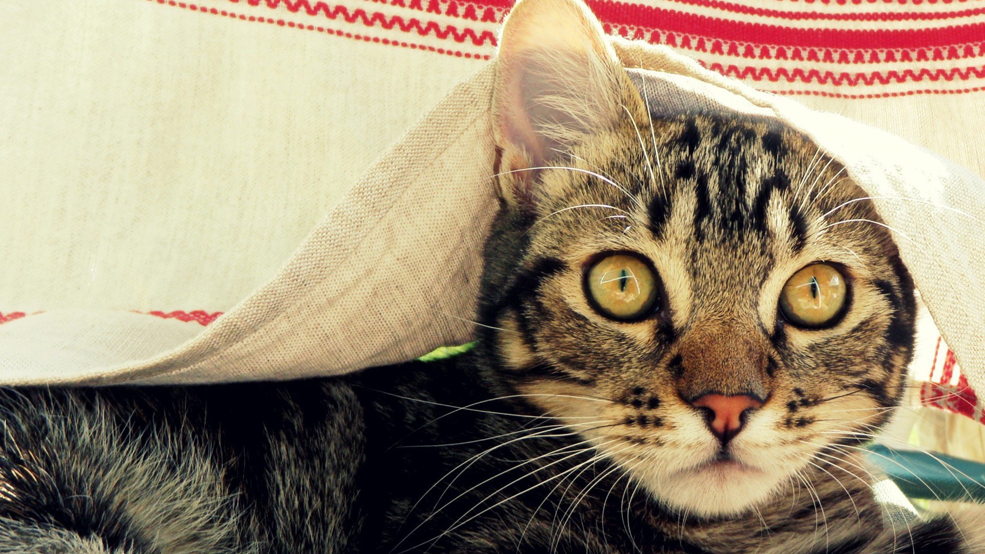 Кот под вышитым полотенцем