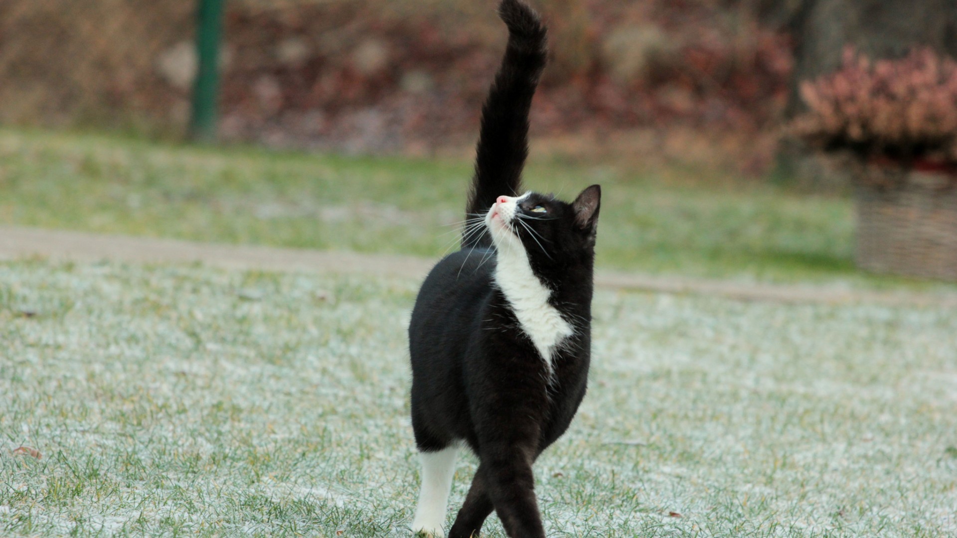 Кот с черным хвостом смотрит вверх