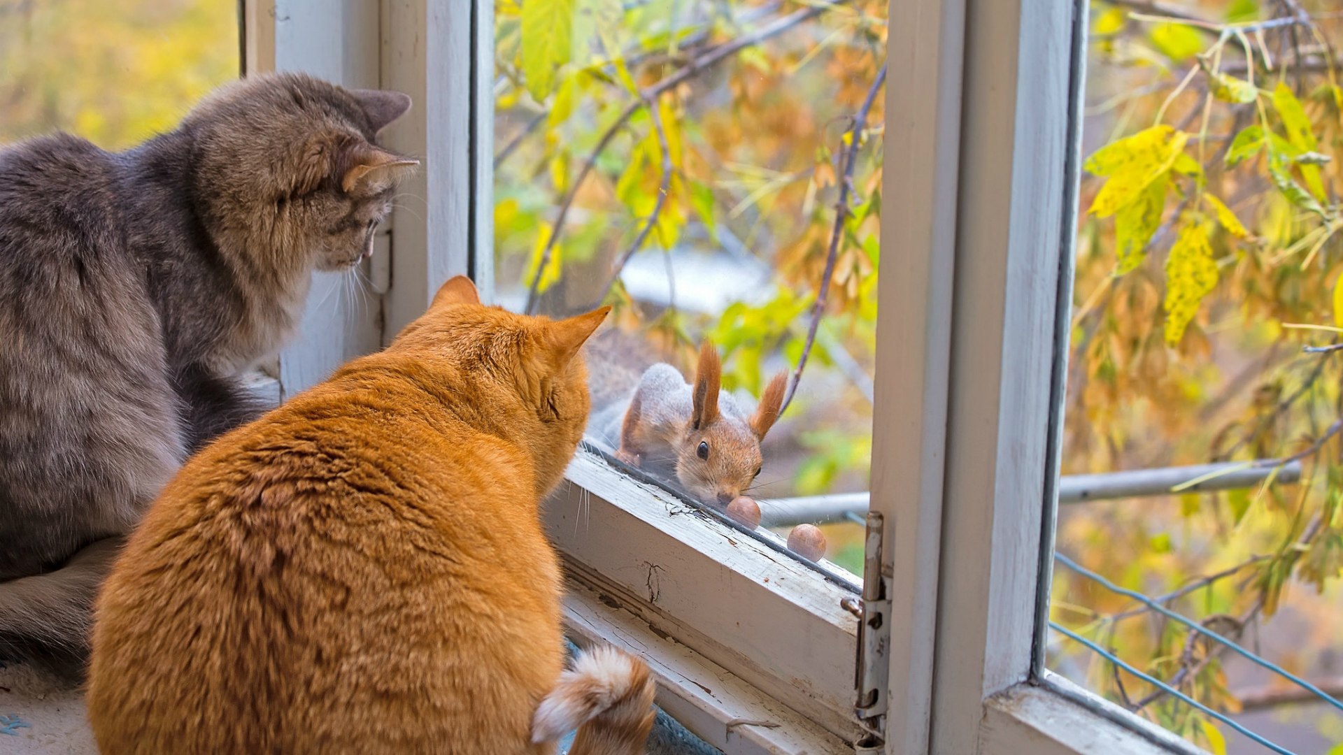 Коты знакомятся с белкой