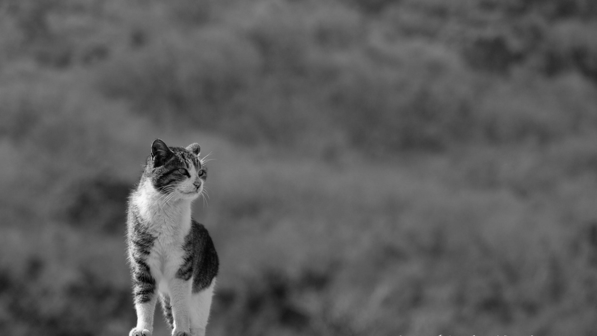 Домашний кот на сером фоне