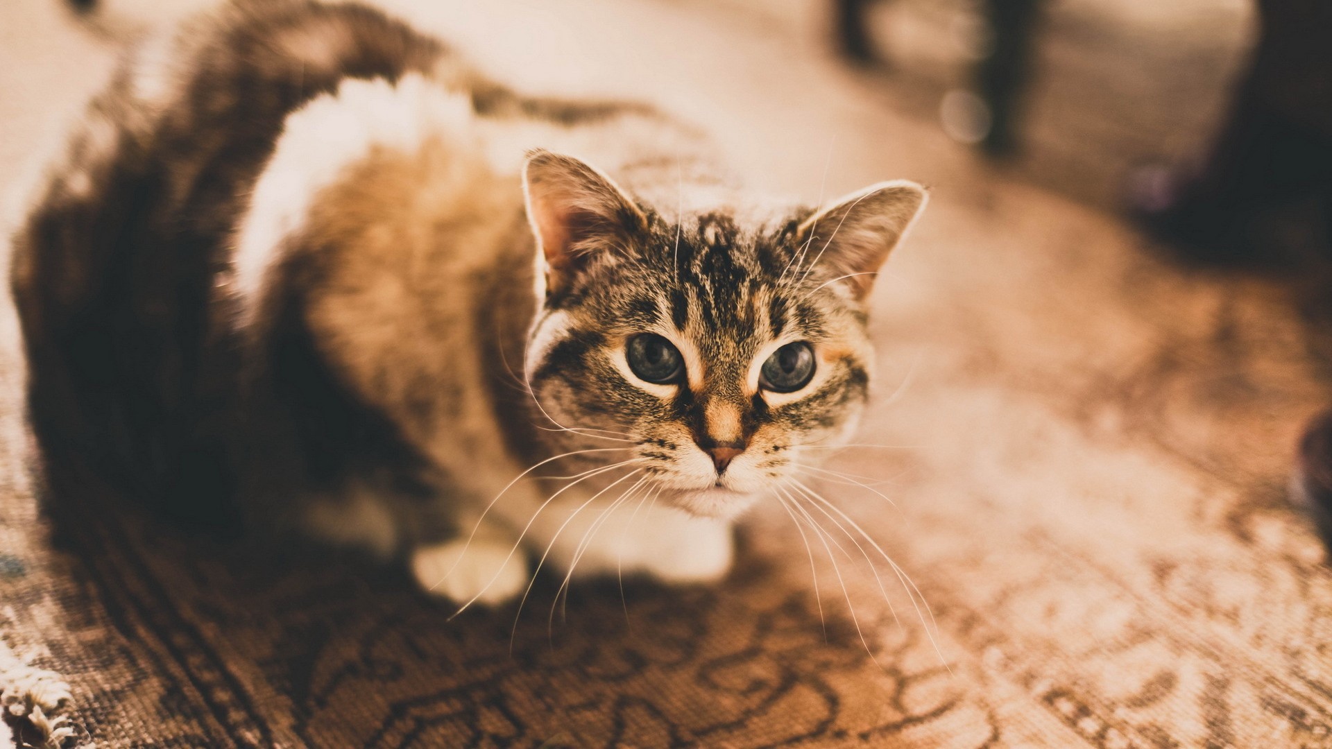 Домашняя кошка сидит на ковре