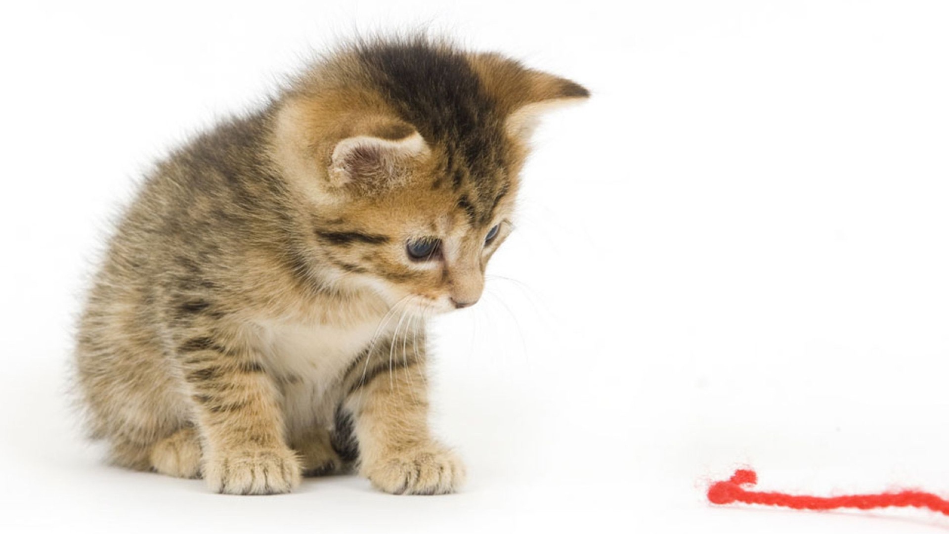 Котенок смотрит на красную нитку