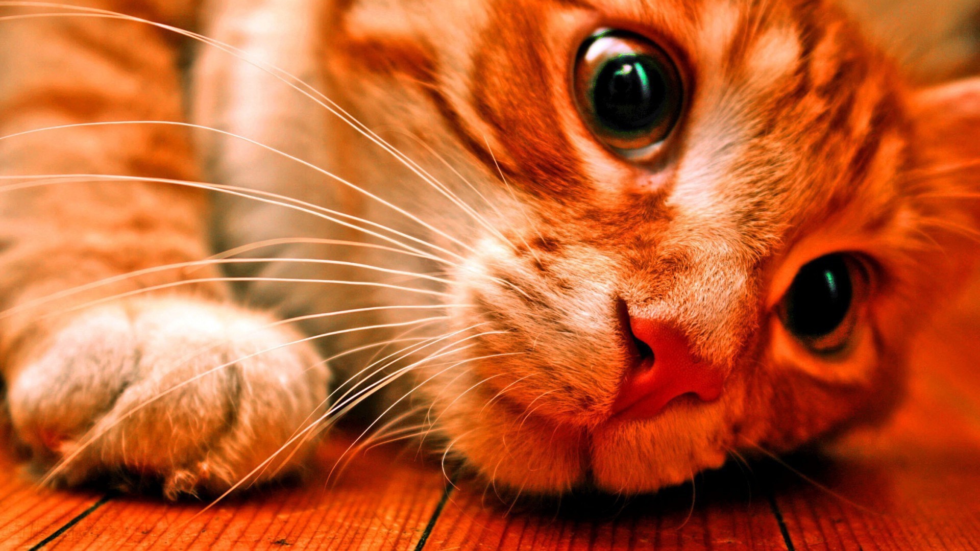 Розовоносый кот заглядывает под кровать