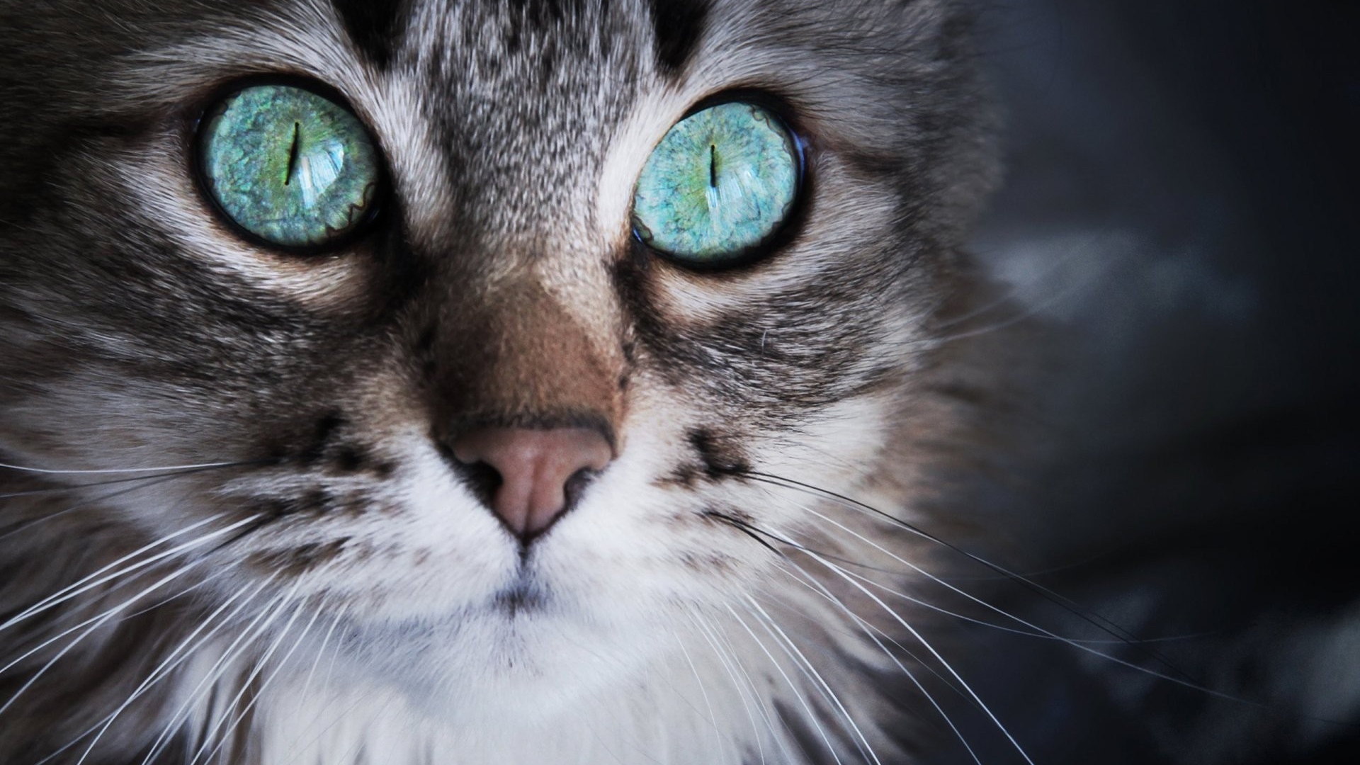 Удивленный кот с серыми глазами