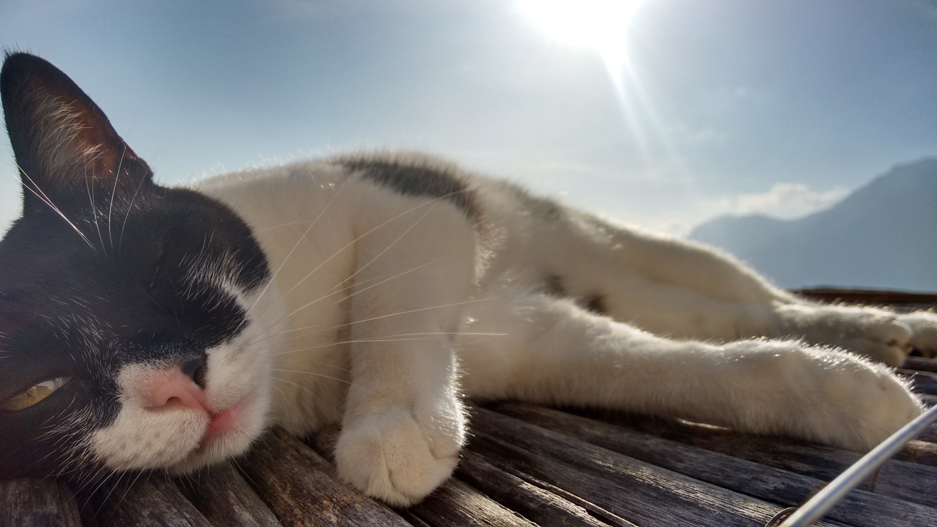 Кот сладко дремлет под лучами солнца