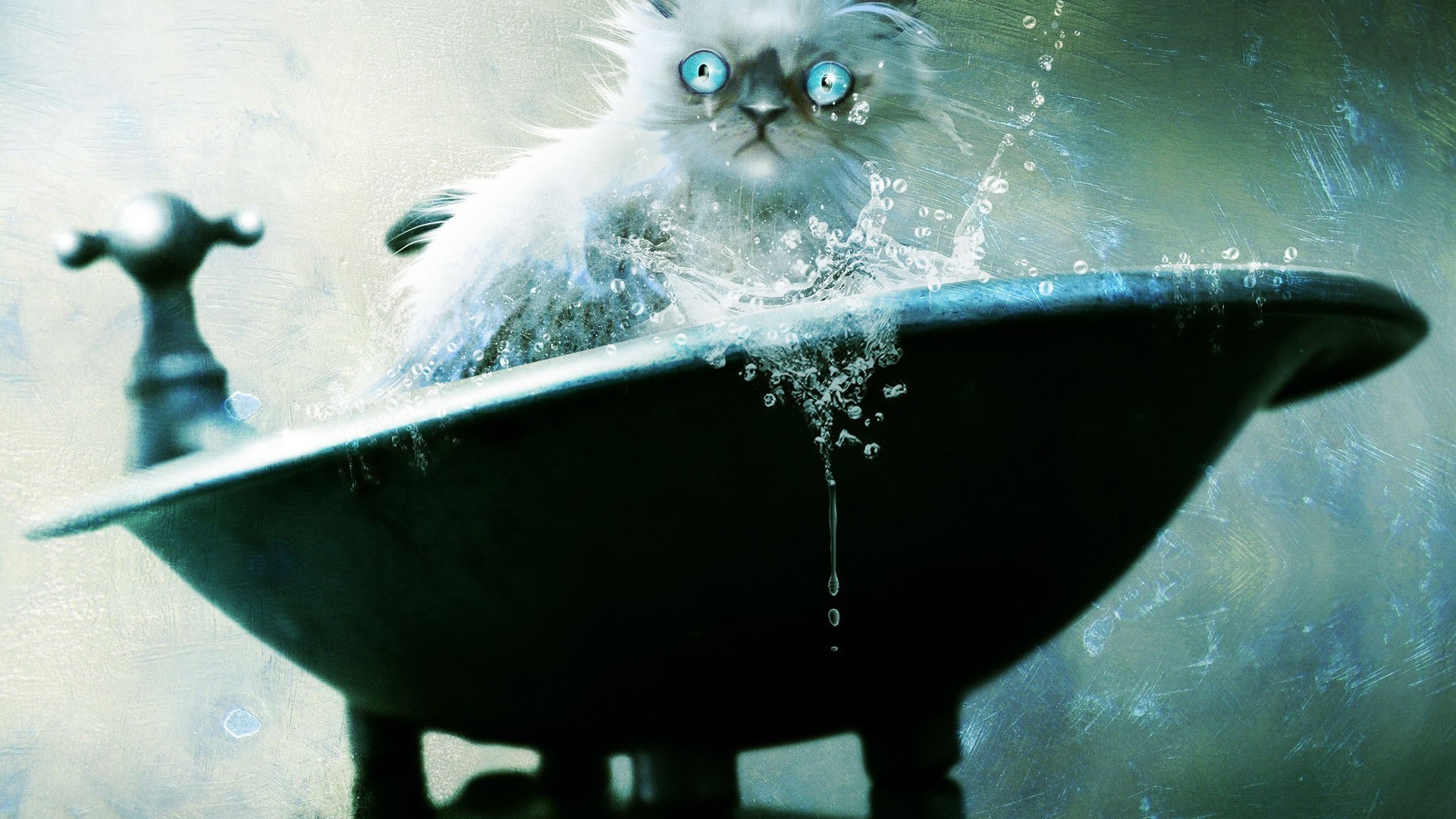 Голубоглазый кот не рад купанию