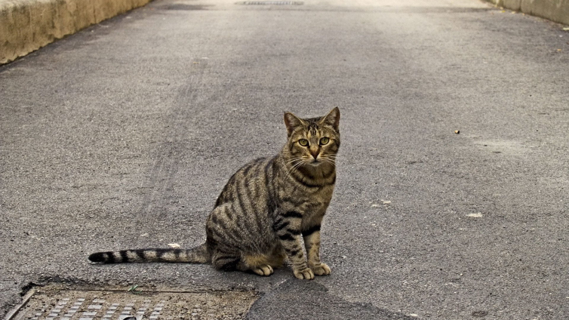 The cat sits on the road