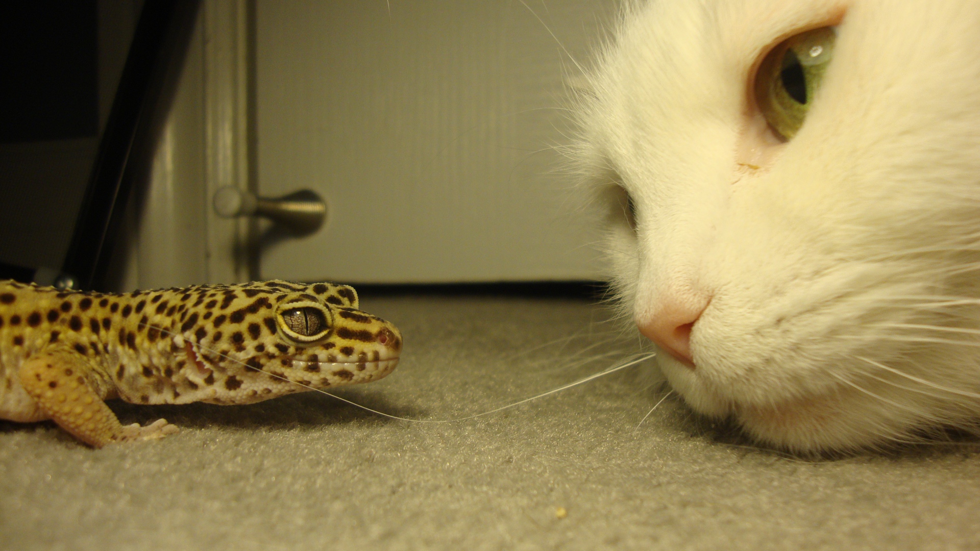 Белый кот и зеленая ящерица