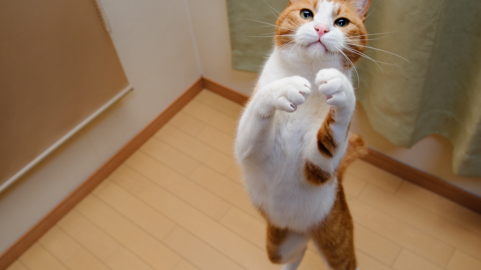 Бело рыжий кот на задних лапах