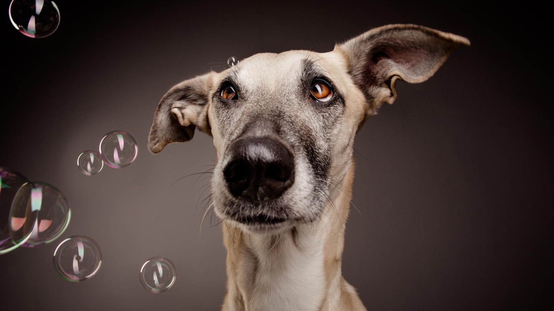 Растерянный пес среди мыльных пузырей