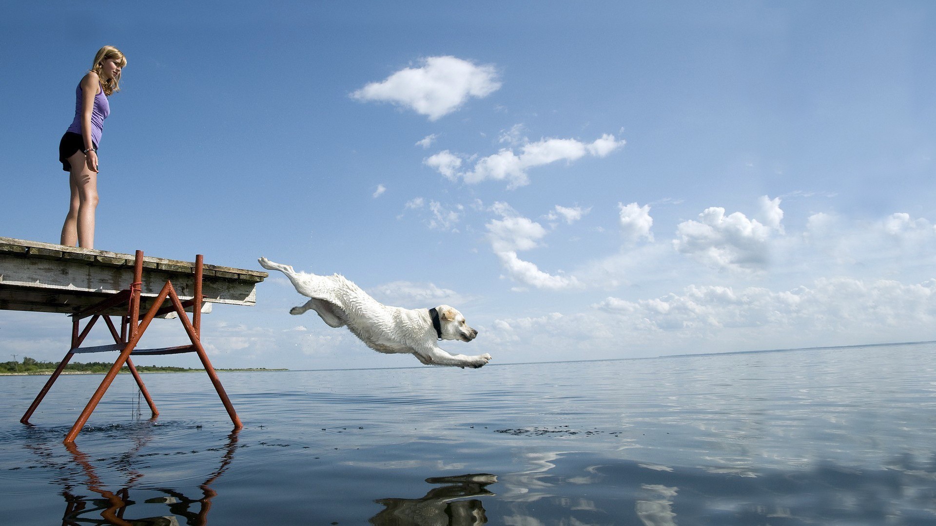 Собака прыгает в воду