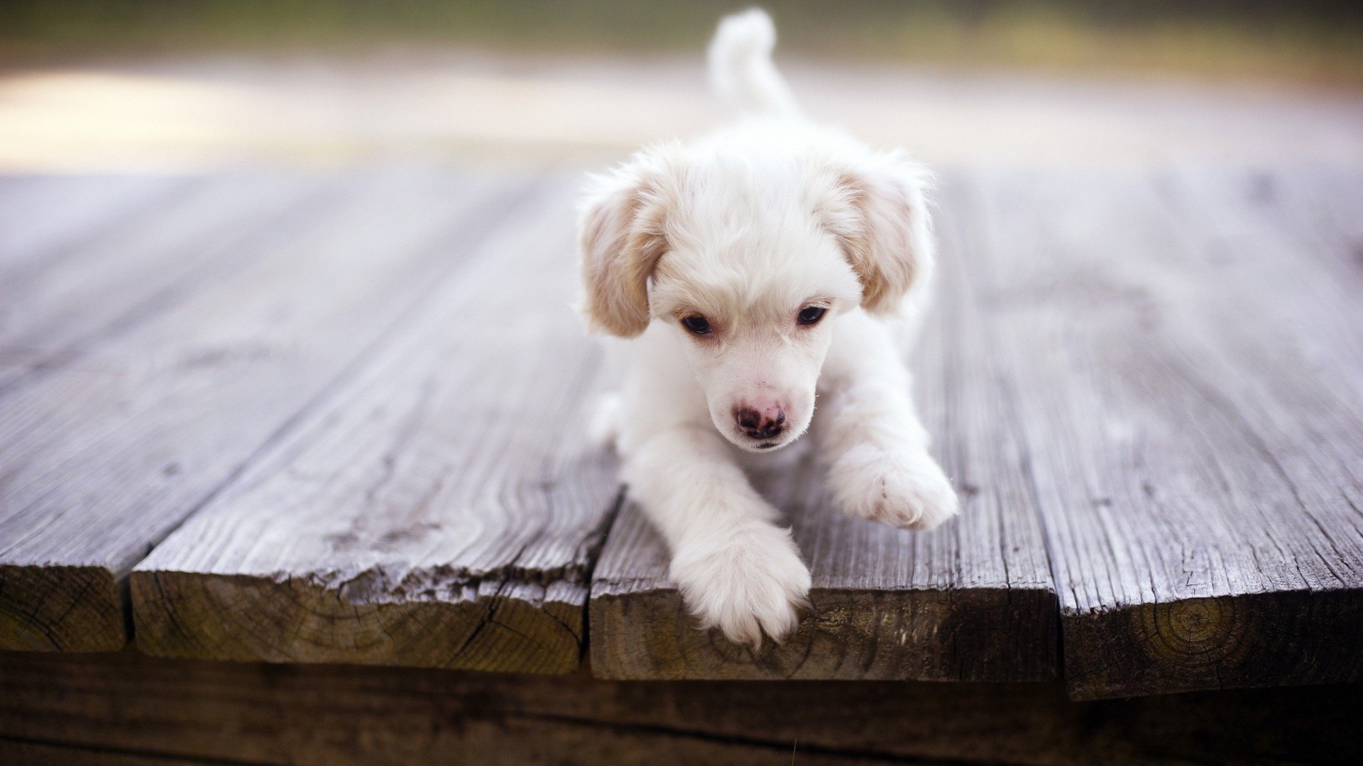 Щенок у края доски