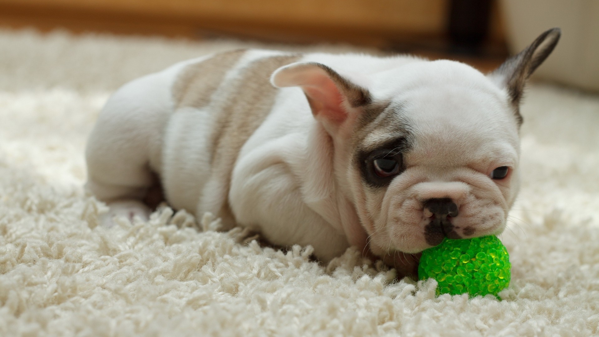 Щенок грызет зеленый шарик