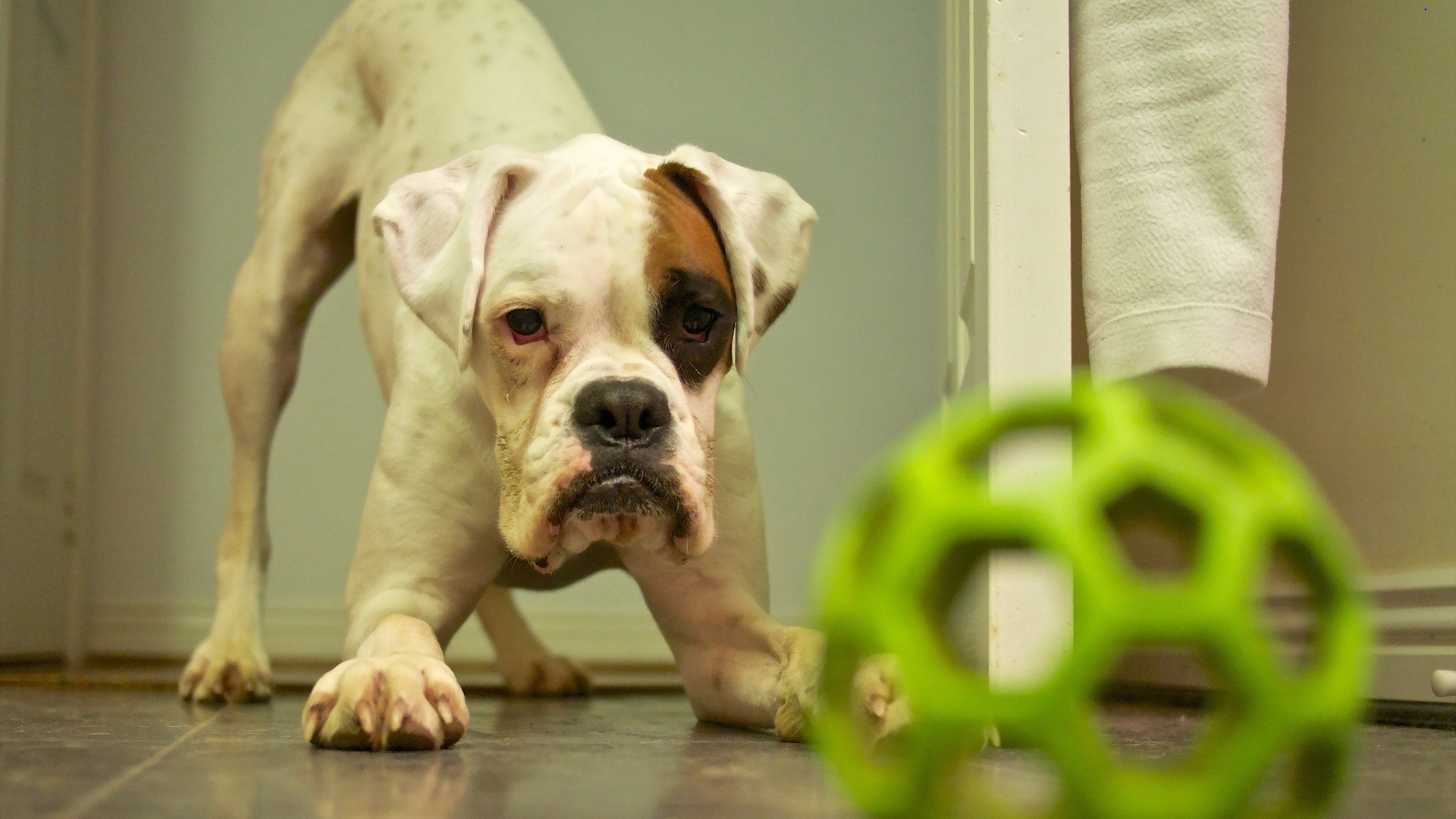 Щенок с зеленой игрушкой