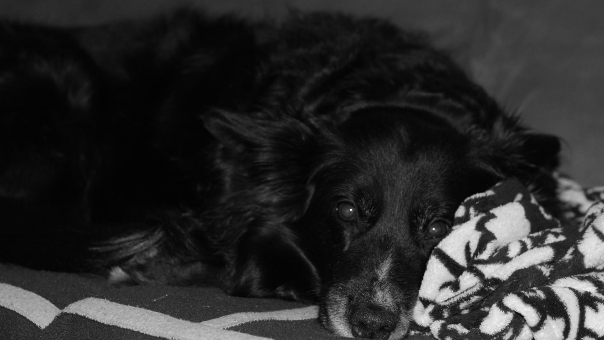 Грустный лохматый черный пес