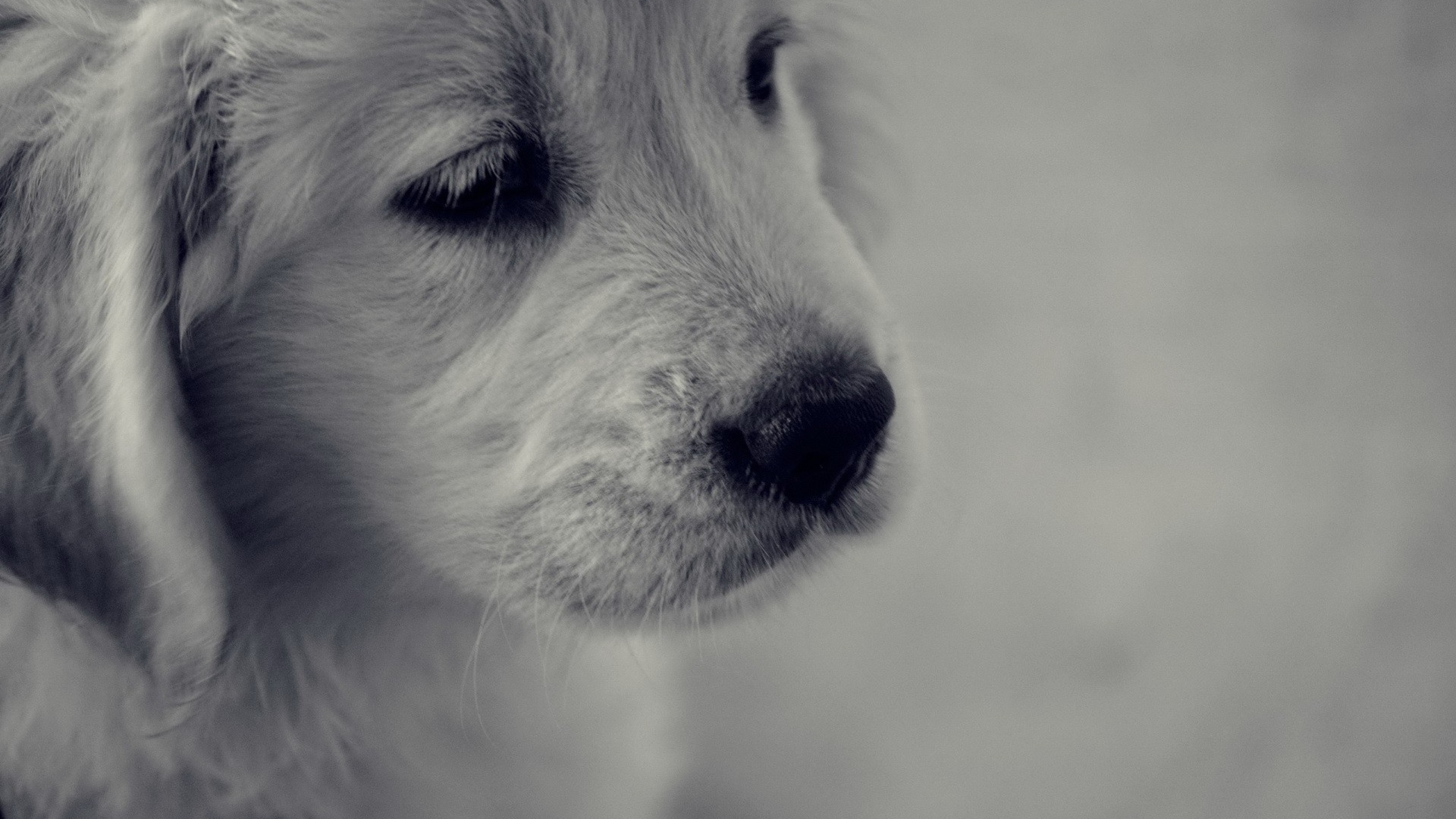 Грустный белый щенок с черным носом