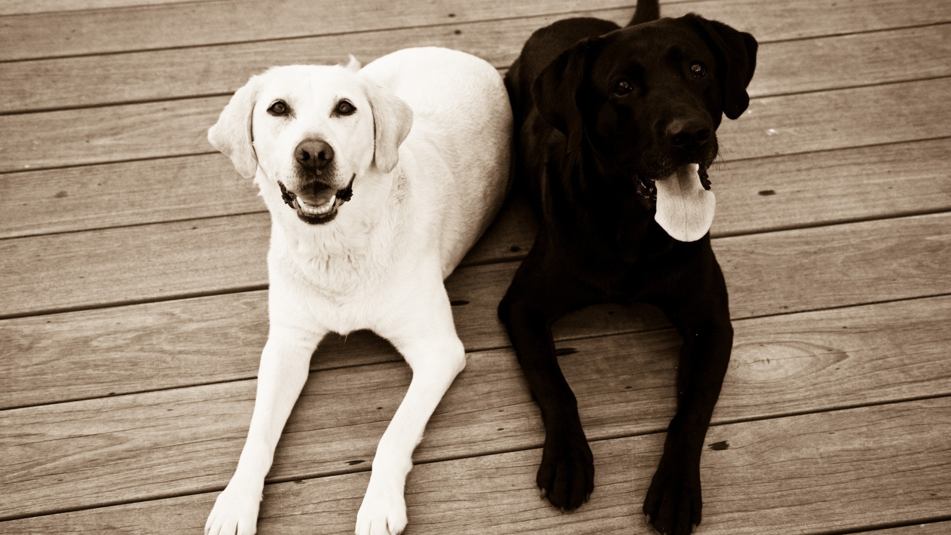 Черная и белая собака на полу