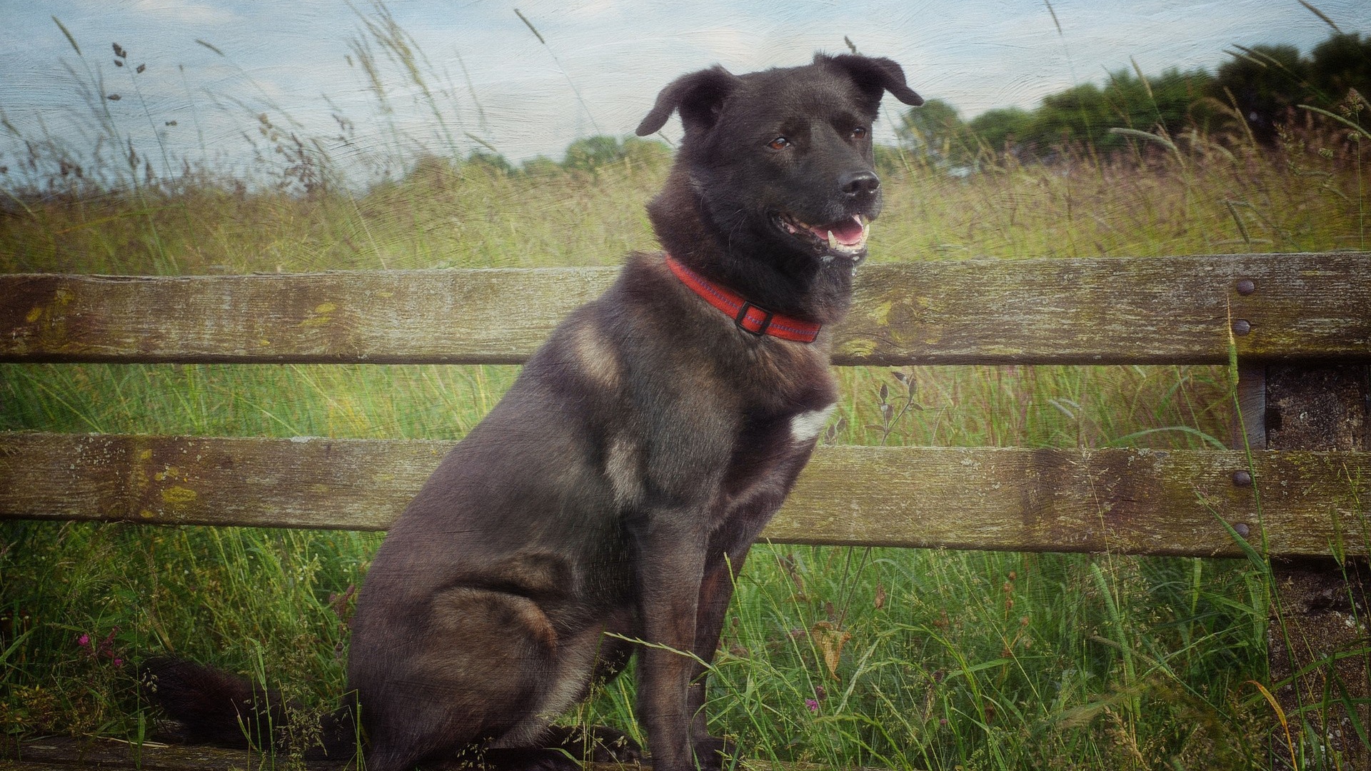 Сторожевой пес у деревянного забора