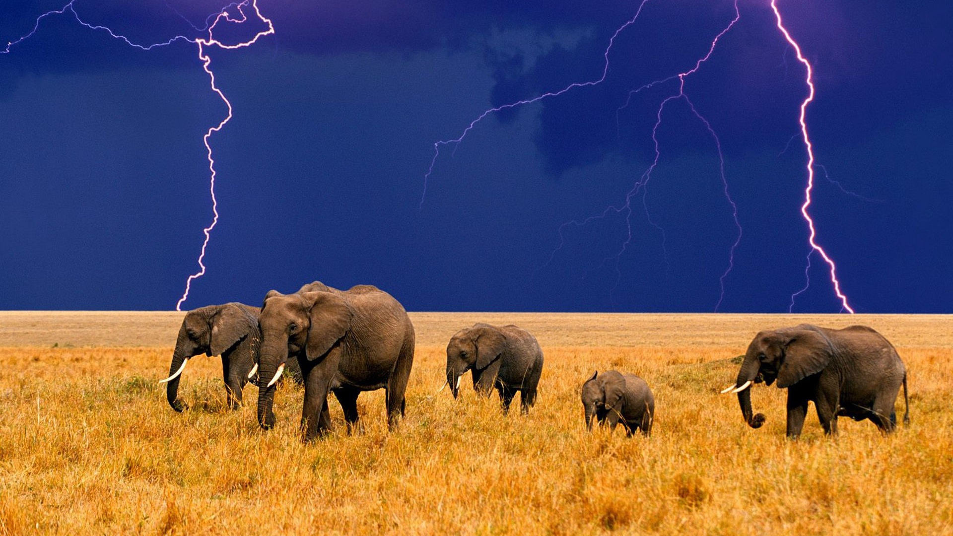 Стадо слонов на фоне грозы