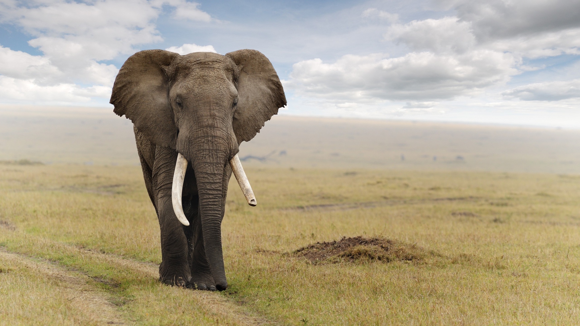 Величественный слон идет по дороге