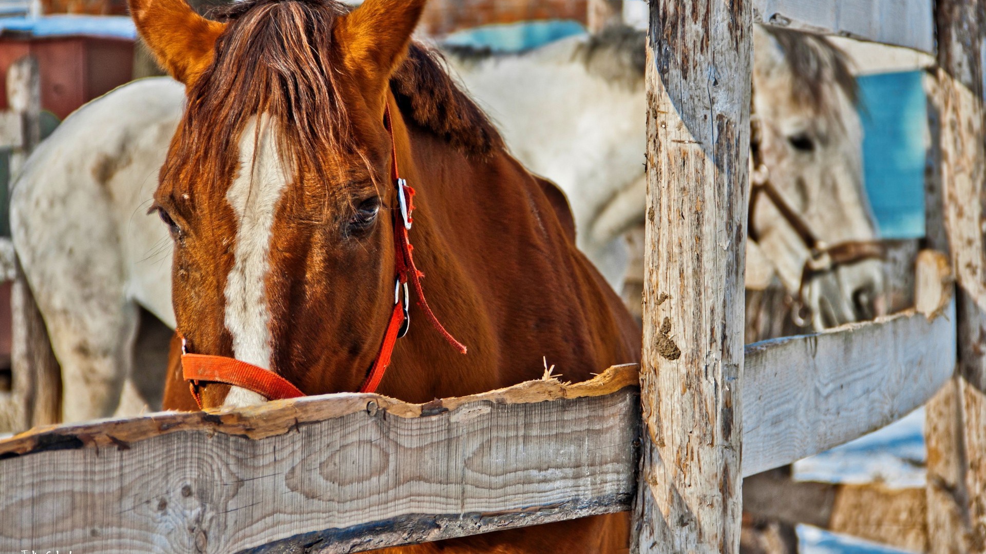 Коричневый конь за деревянным забором