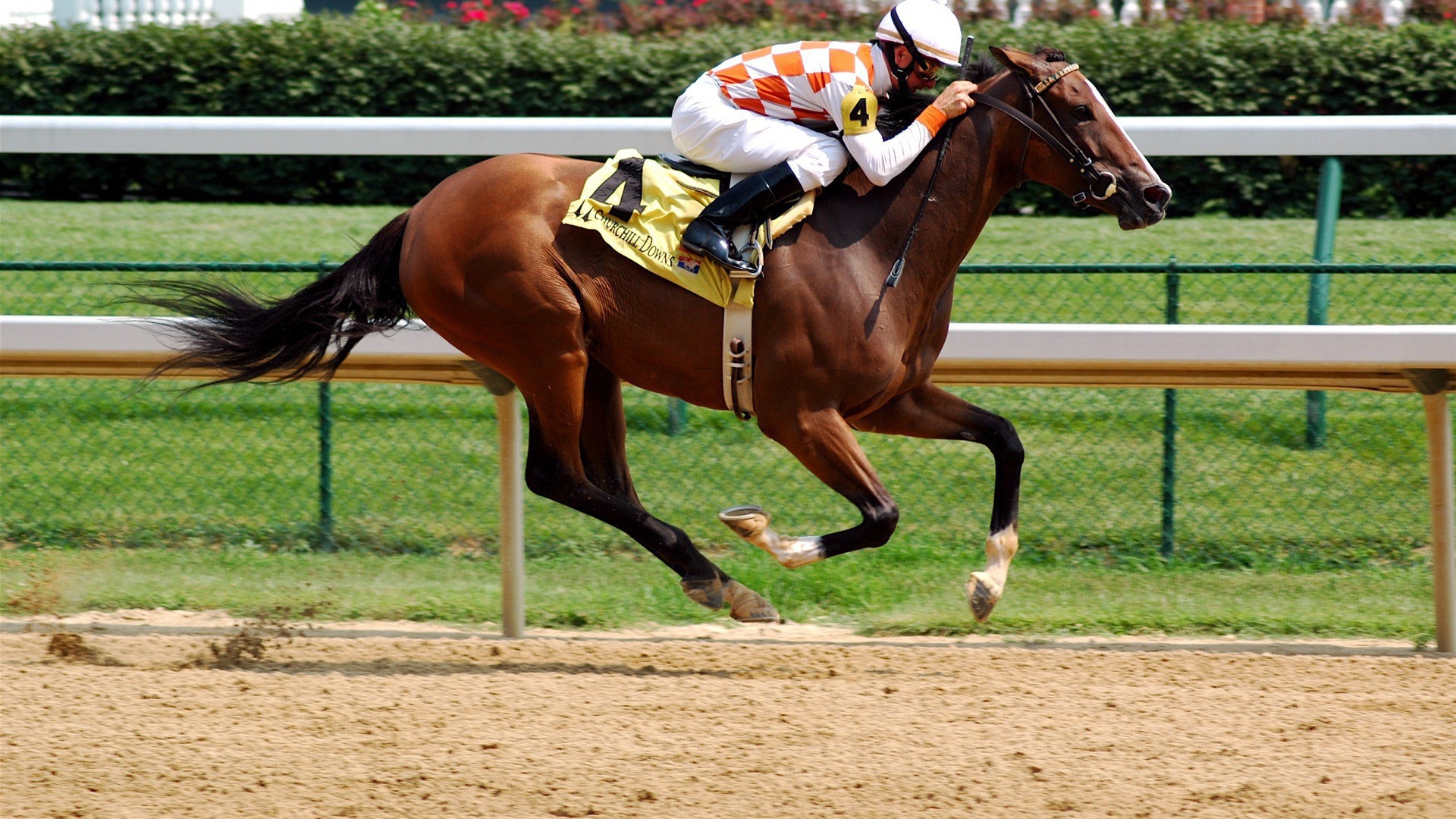 Всадник на ипподроме