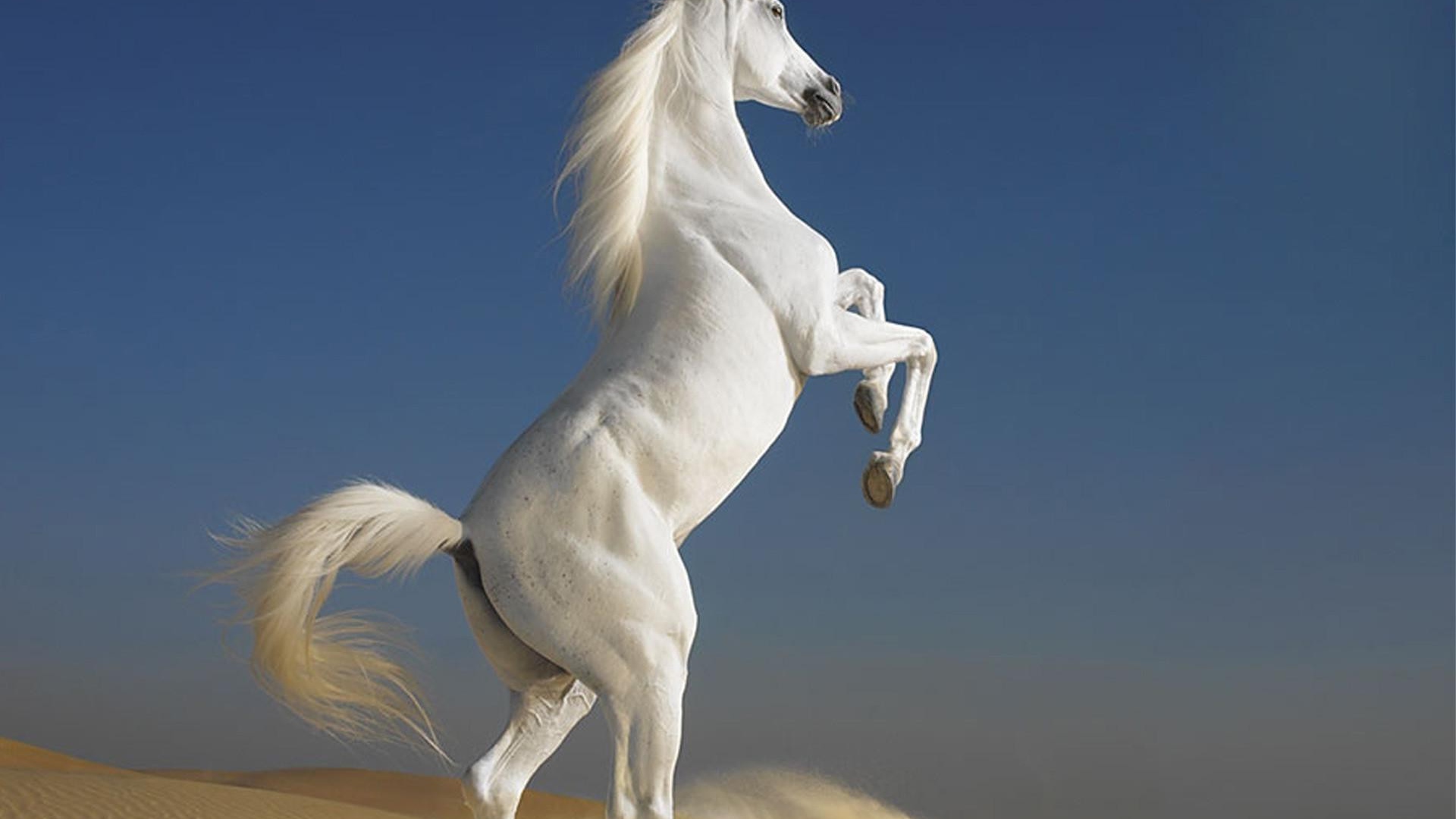Белый скакун встал на дыбы