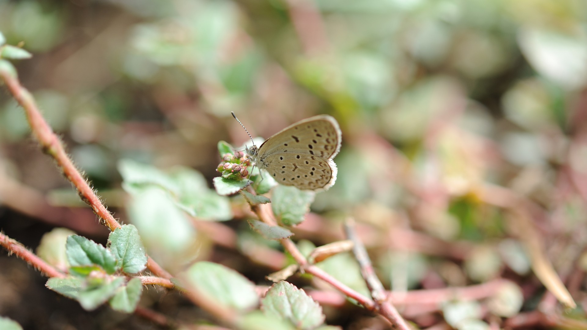 Бежевая бабочка села на цветок