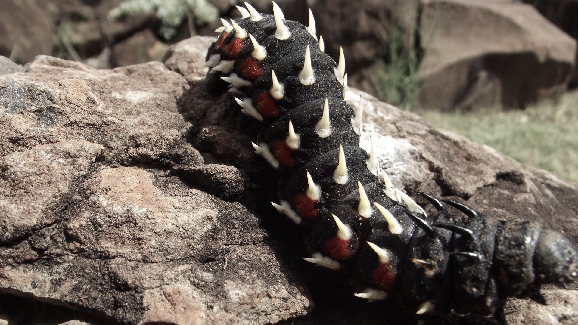 Черная гусеница ползет по камню