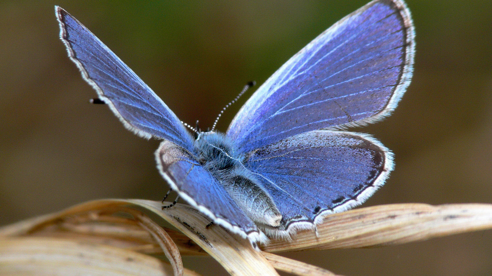 Синяя пушистая бабочка