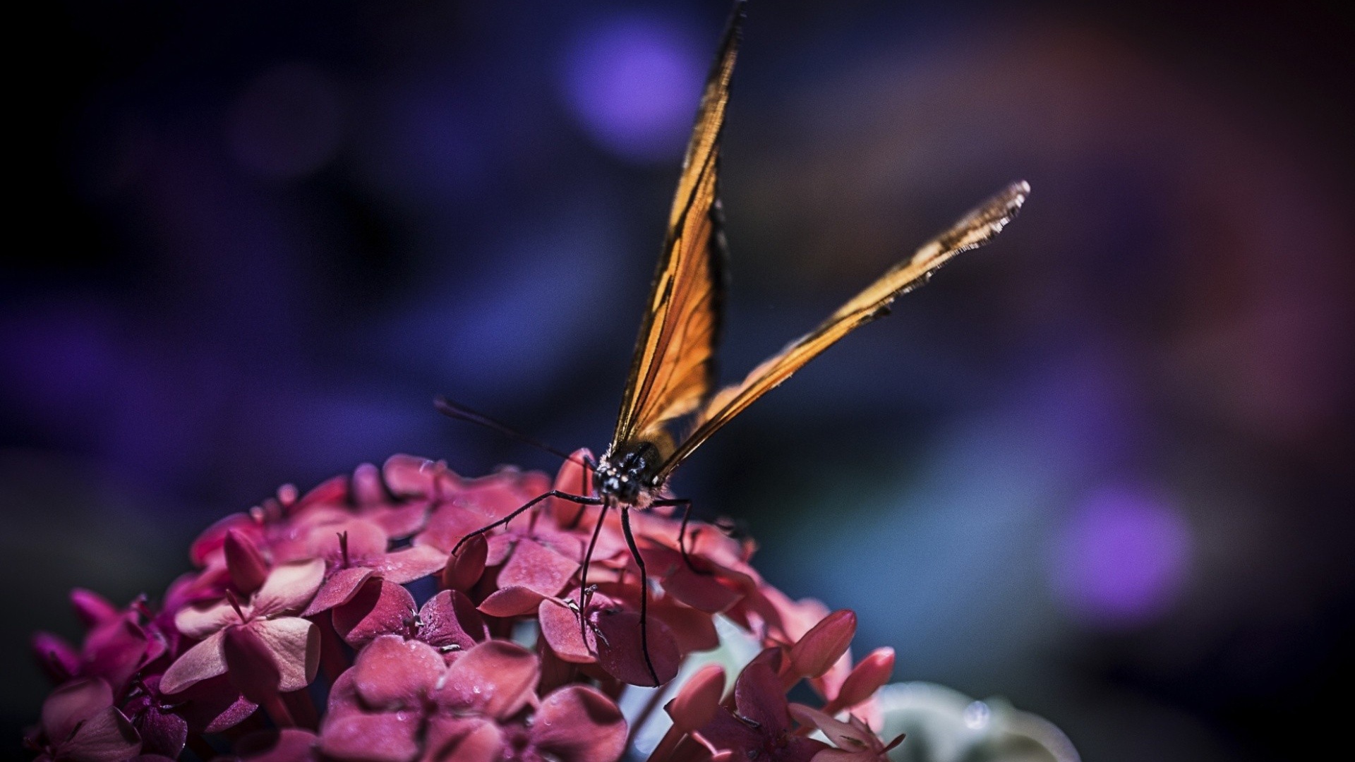 Бабочка с большими крыльями на цветах