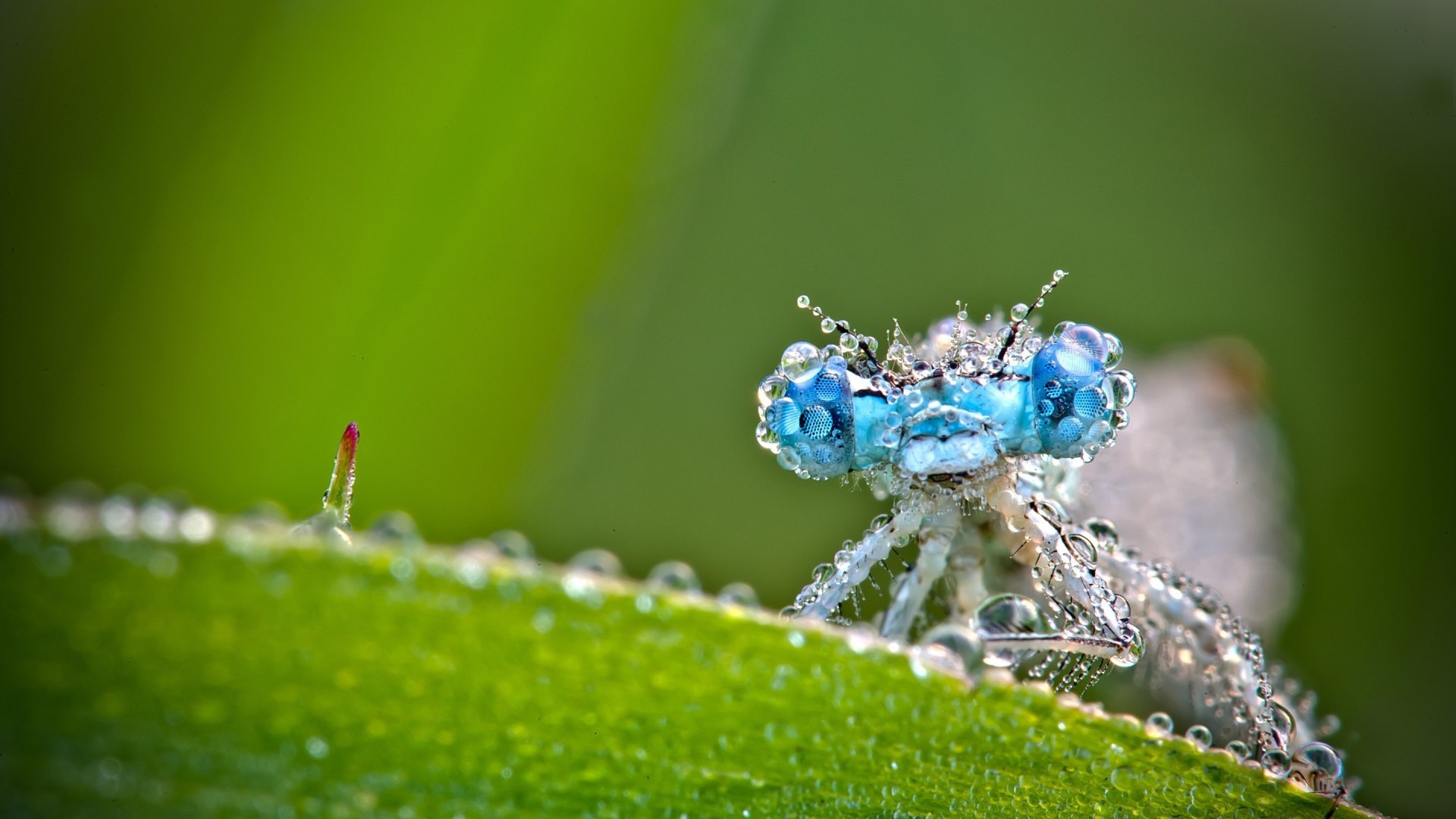 Стрекоза в каплях росы