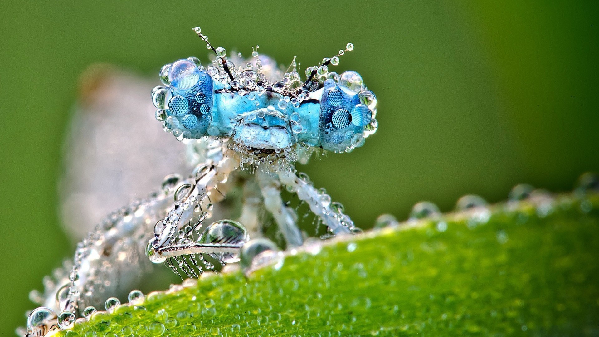 Насекомое покрыто каплями воды