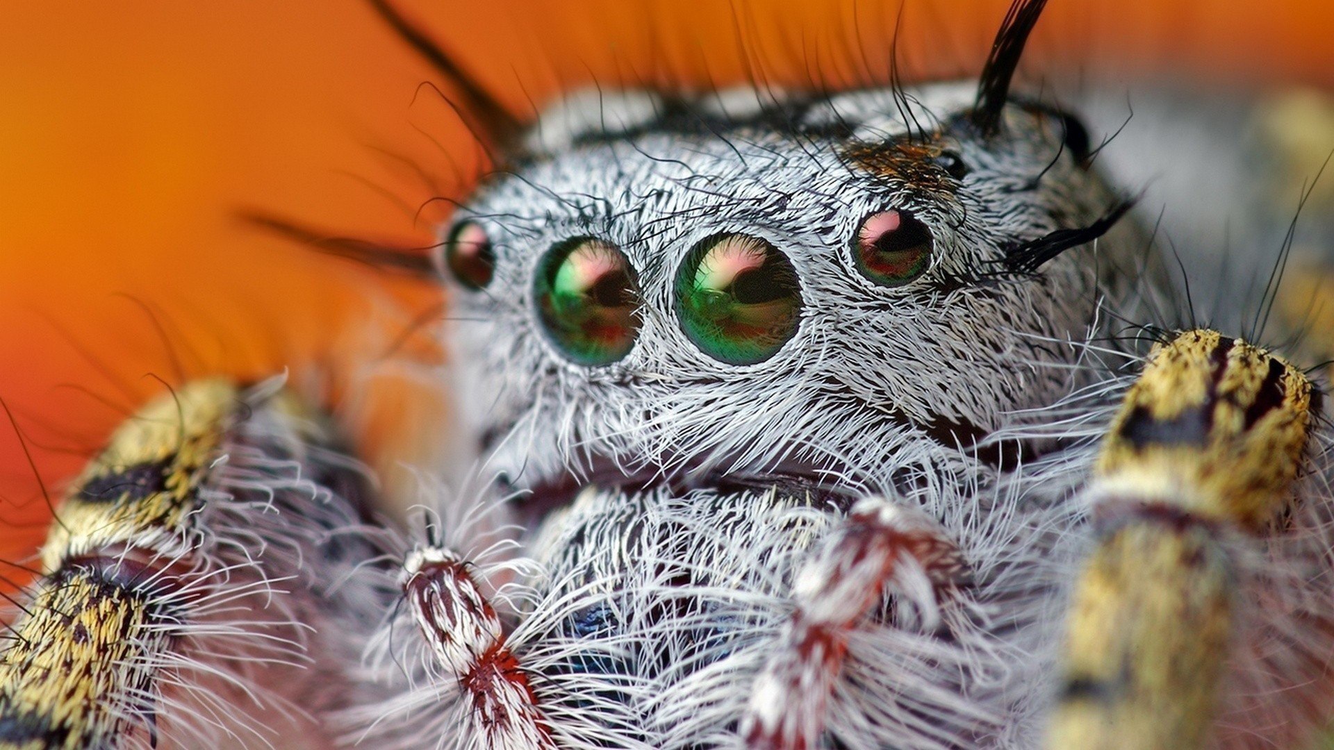 Так выглядит паук