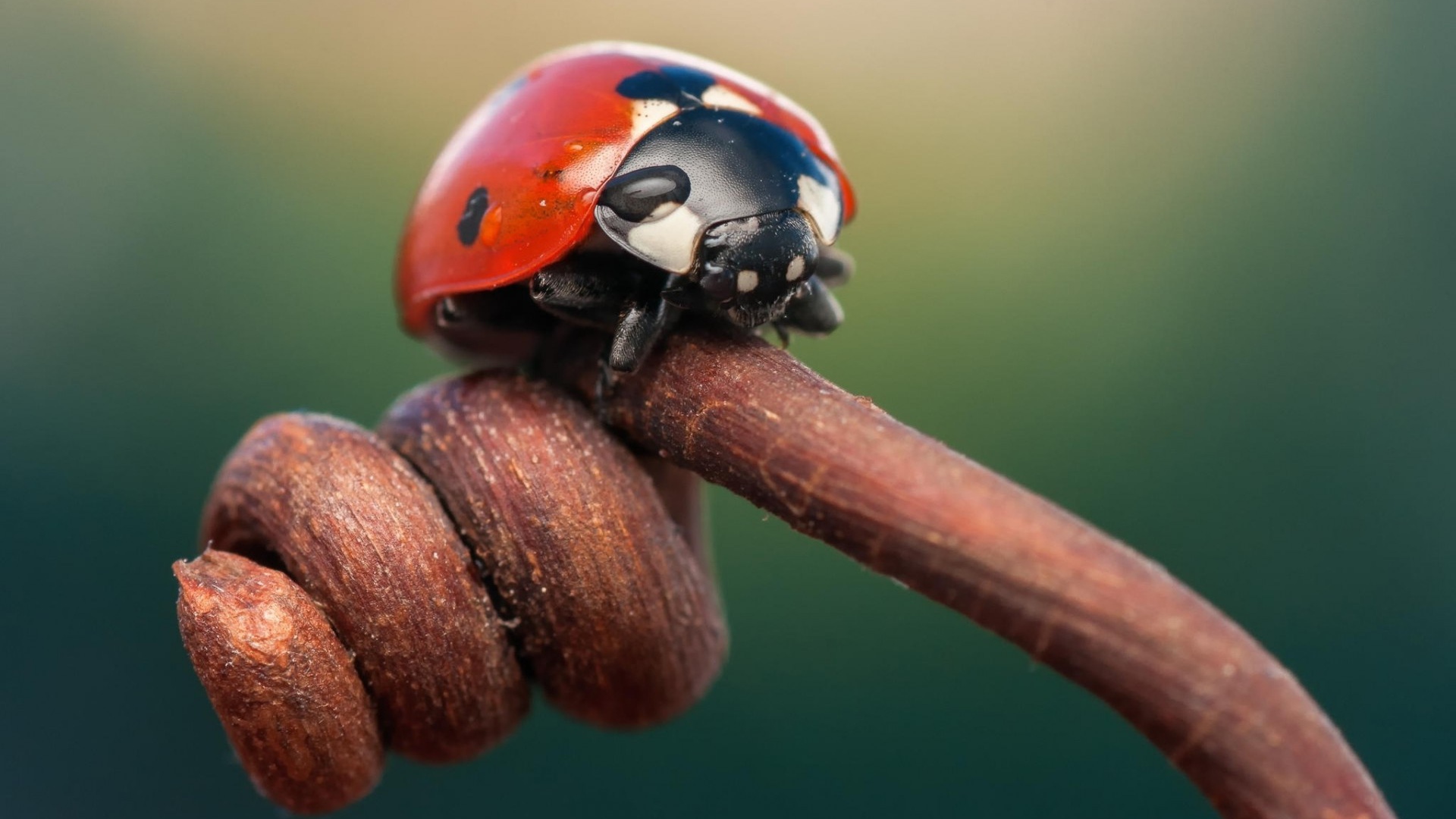 Божья коровка на засохшем ростке