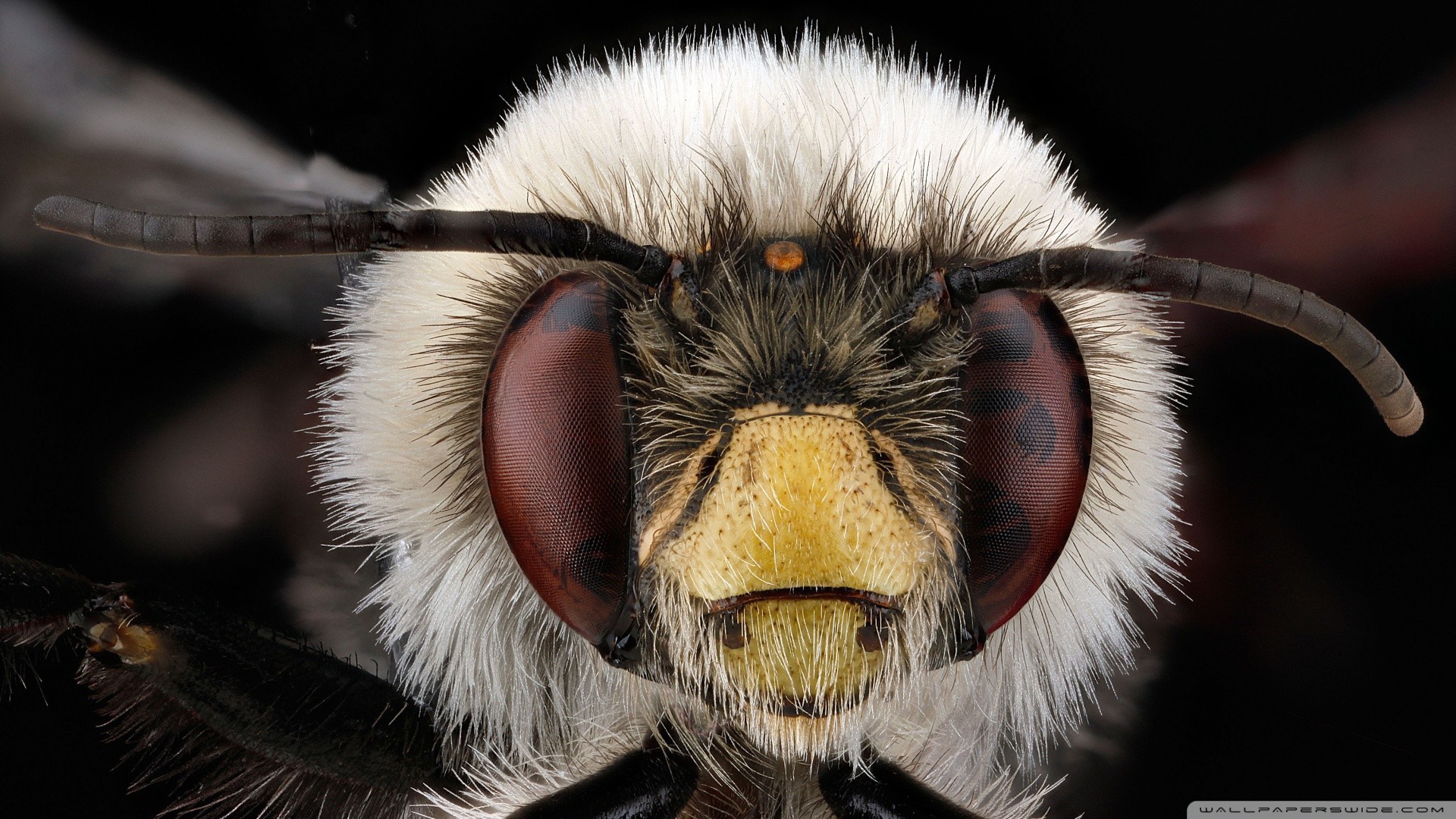 Макро фото головы насекомого