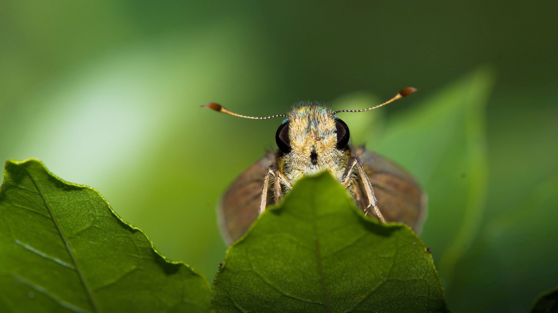 Моль спряталась за листом