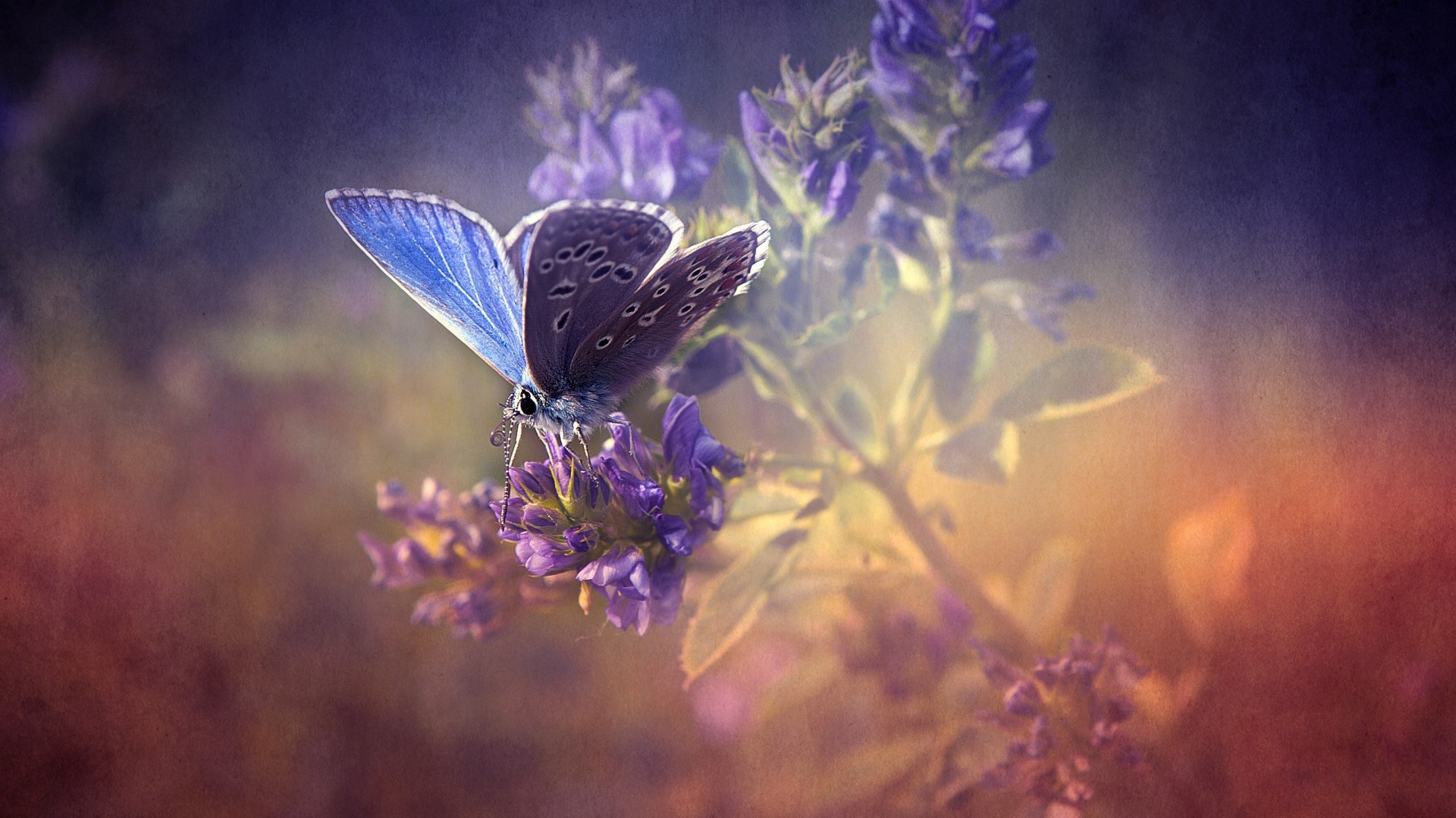Сиреневая бабочка на лаванде