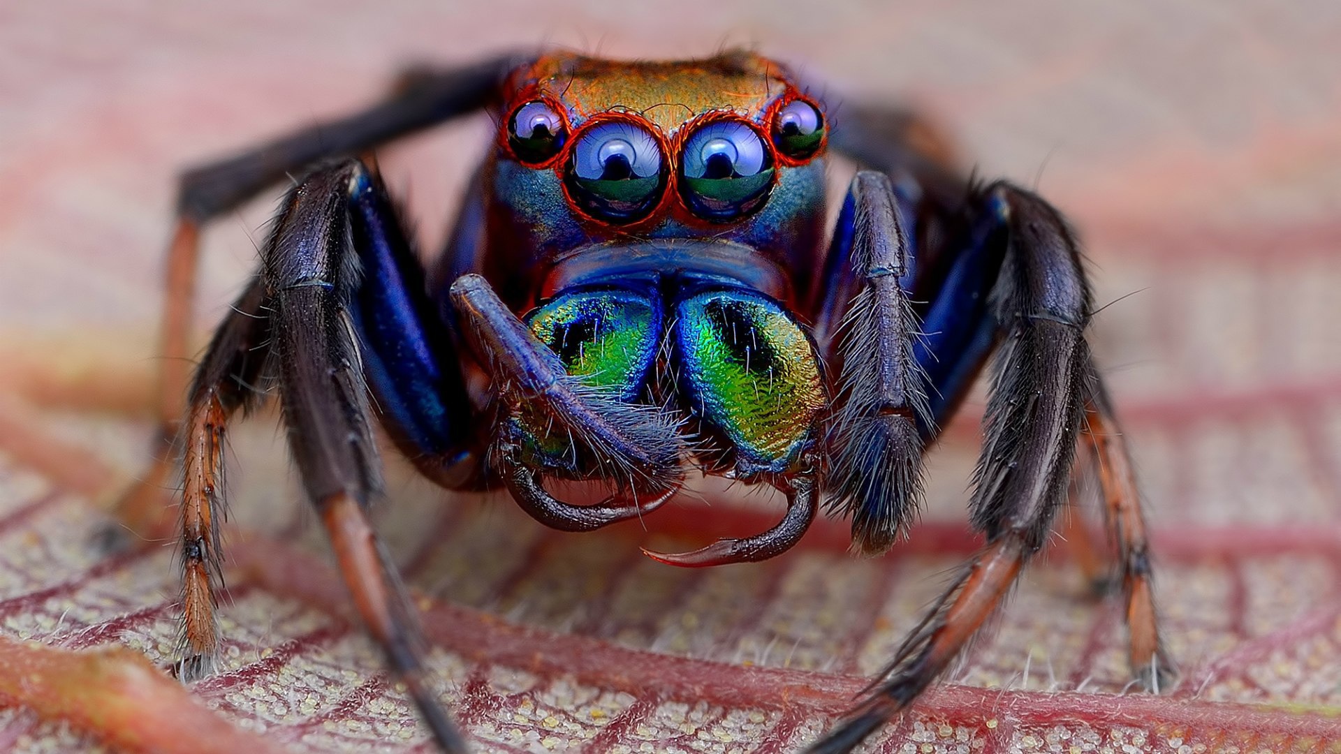 Радужный мохнатый паук