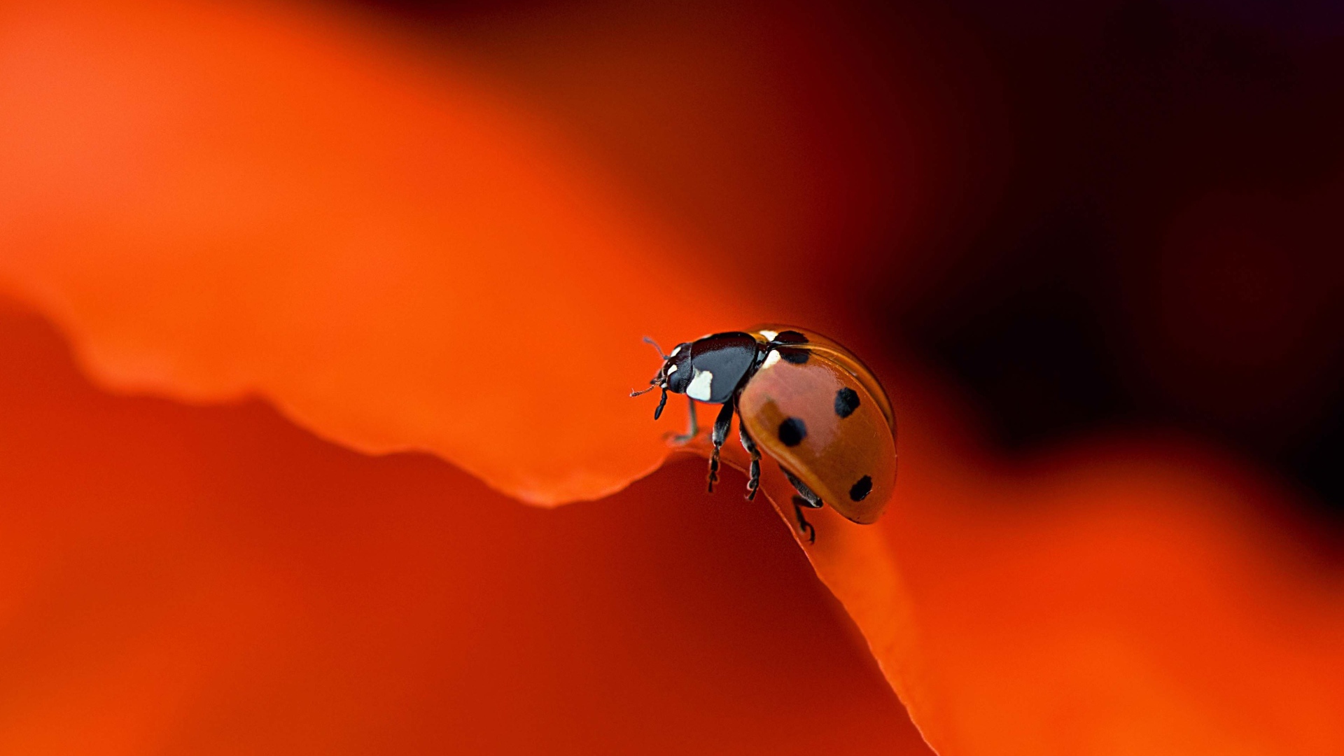Красная божья коровка на оранжевом фоне