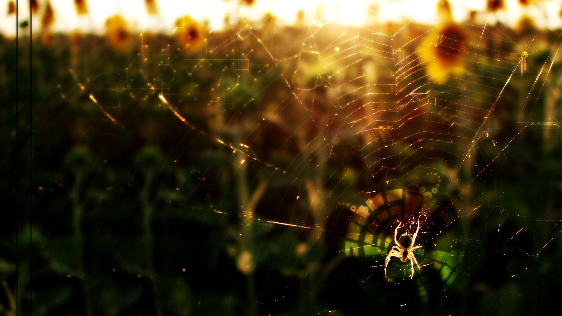 Паук в лучах солнца