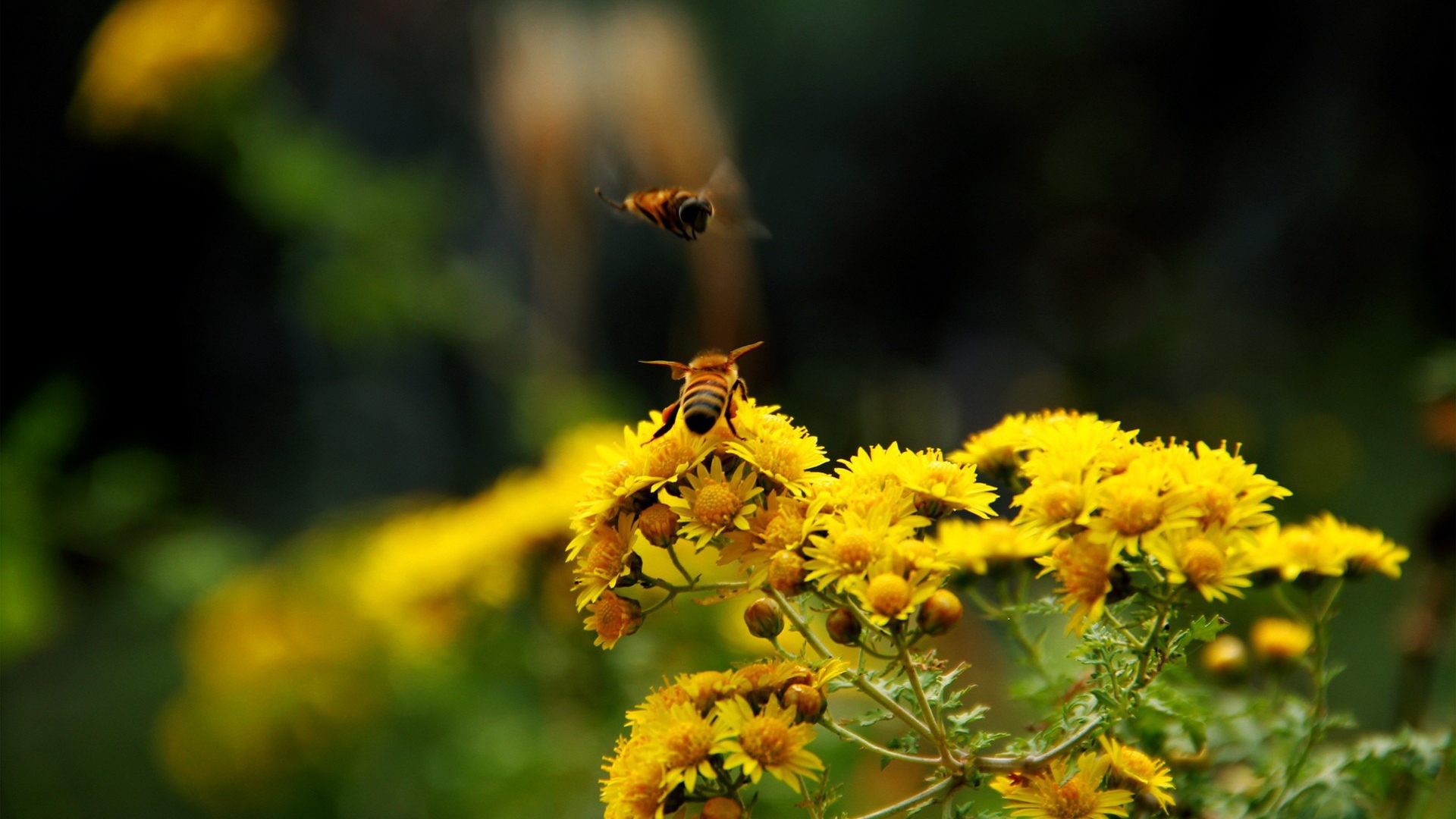 Две пчелы на кисточке желтого цветка