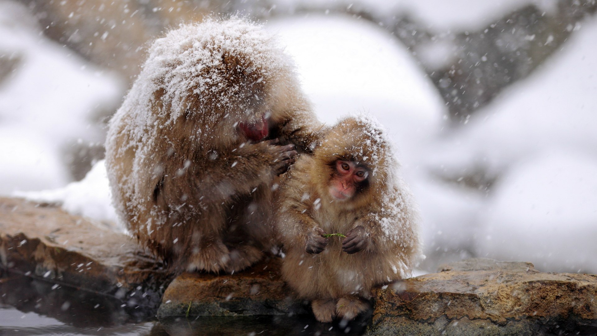 Японские макаки на снегу