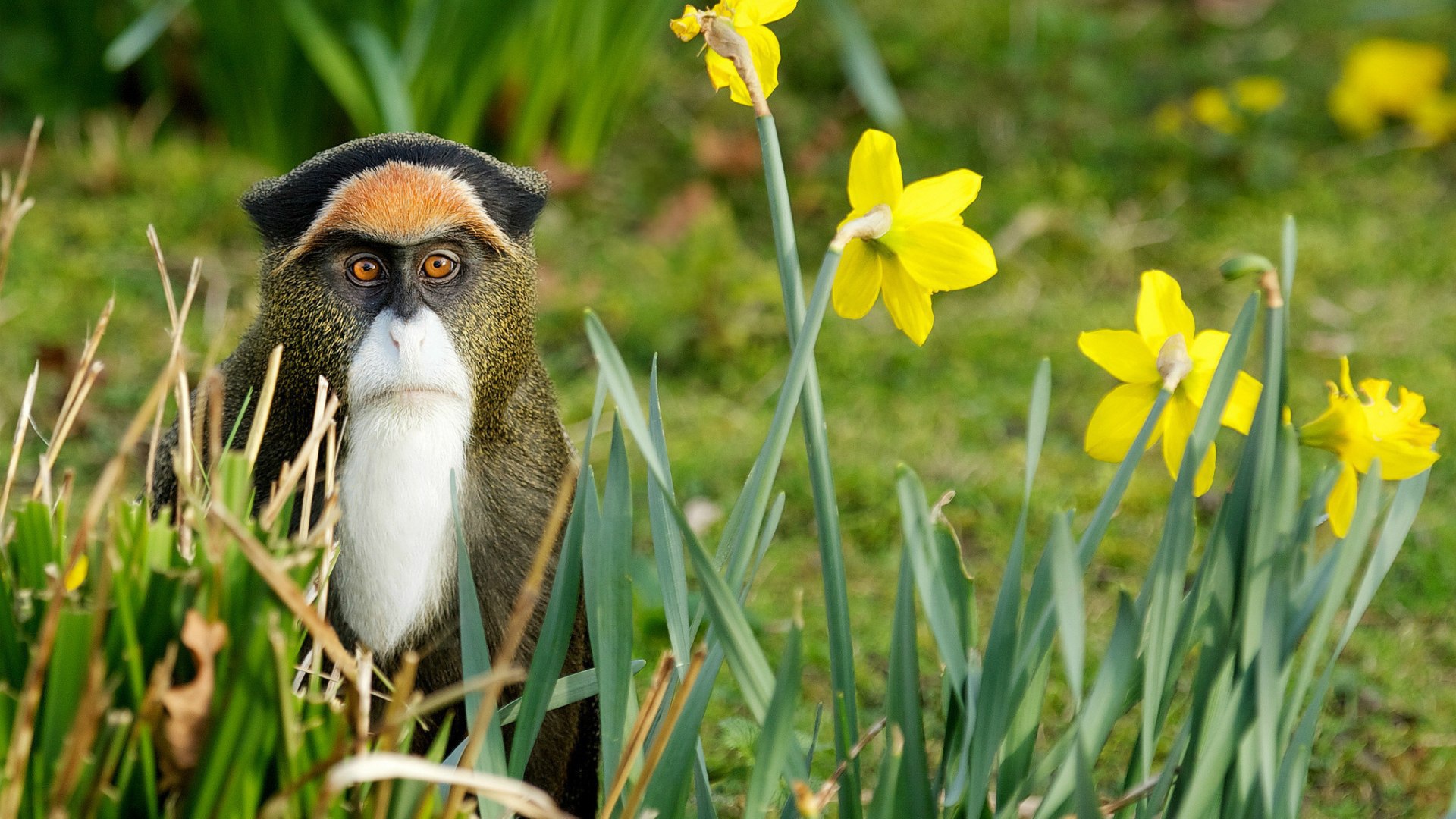 Обезьяна среди цветов