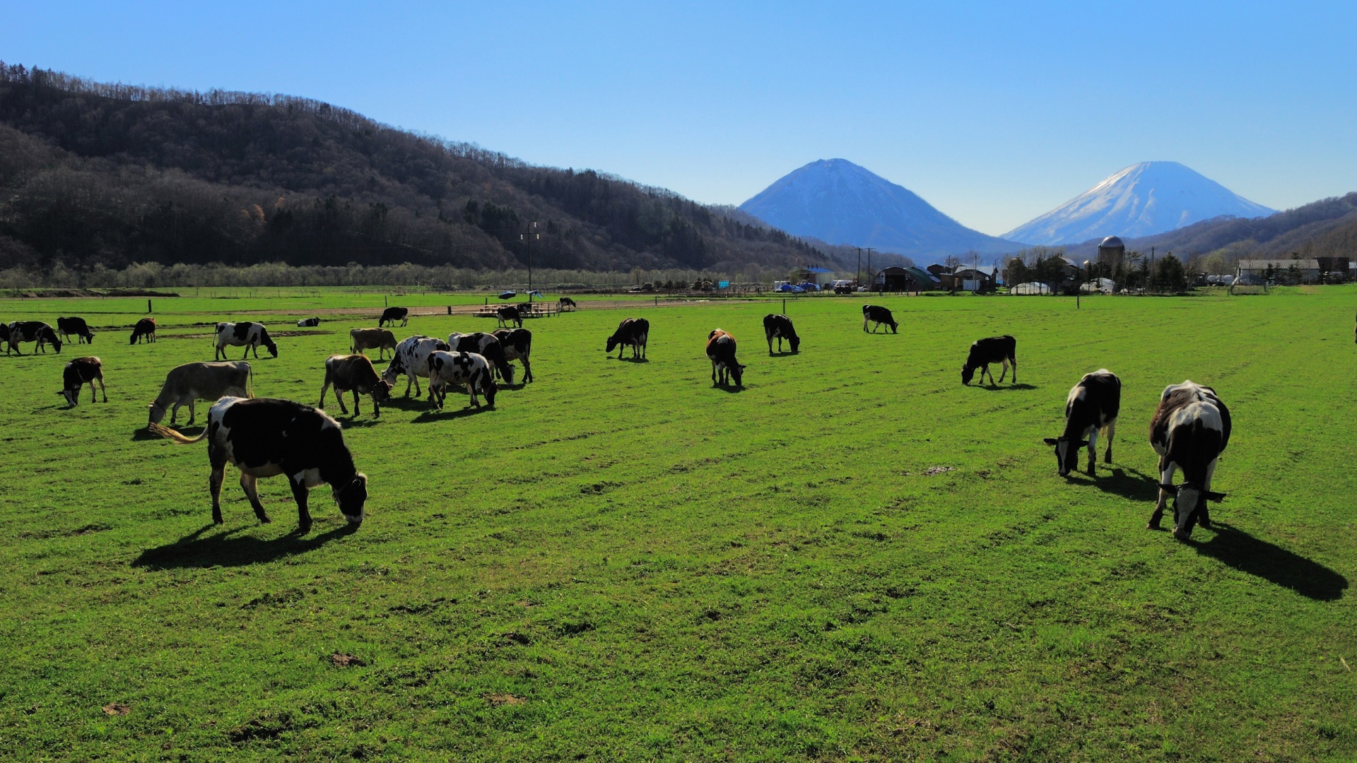 Стадо коров на ухоженном пастбище