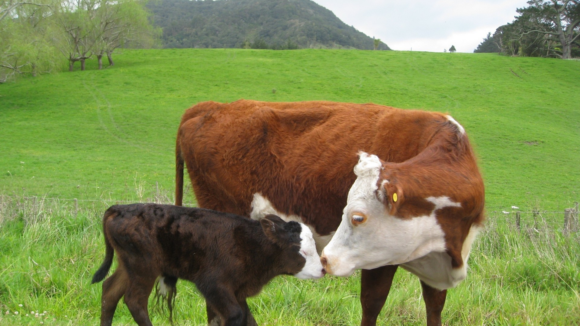 Корова с черным теленком