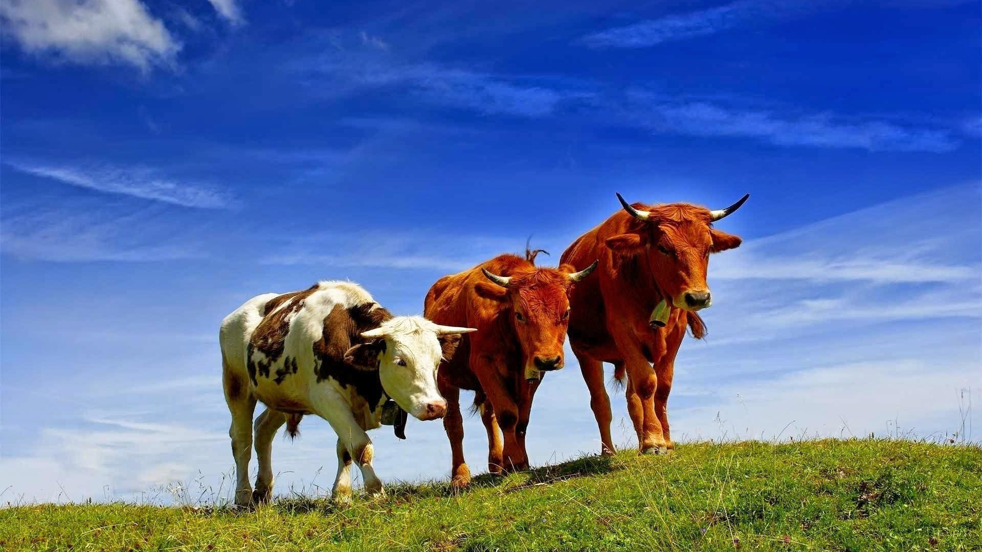 Коровы разных пород на поле