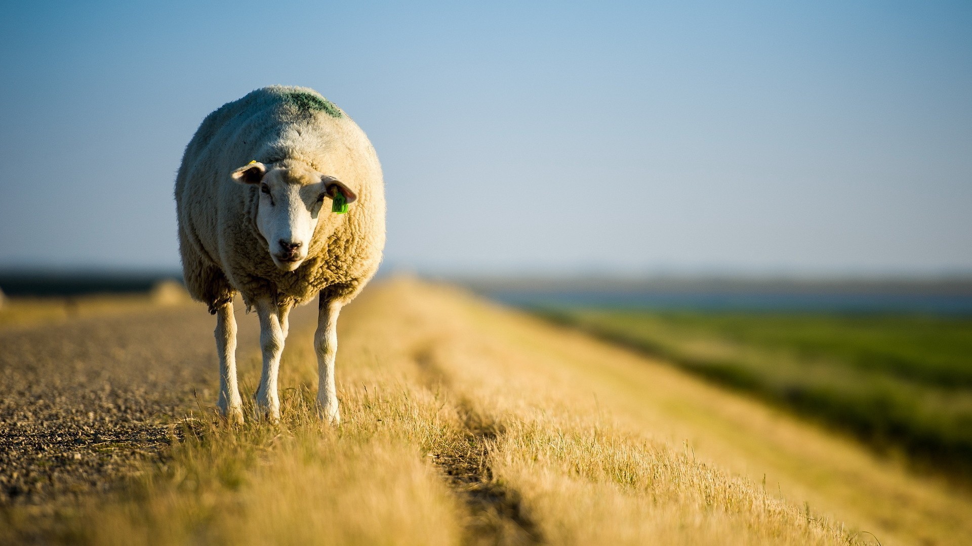 Овечка стоит на обочине дороги